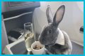 Bunny in a bow tie lives the high life flying business class with owner and being served nuts by stewardesses