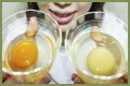 What the yolk and white are enclosed in